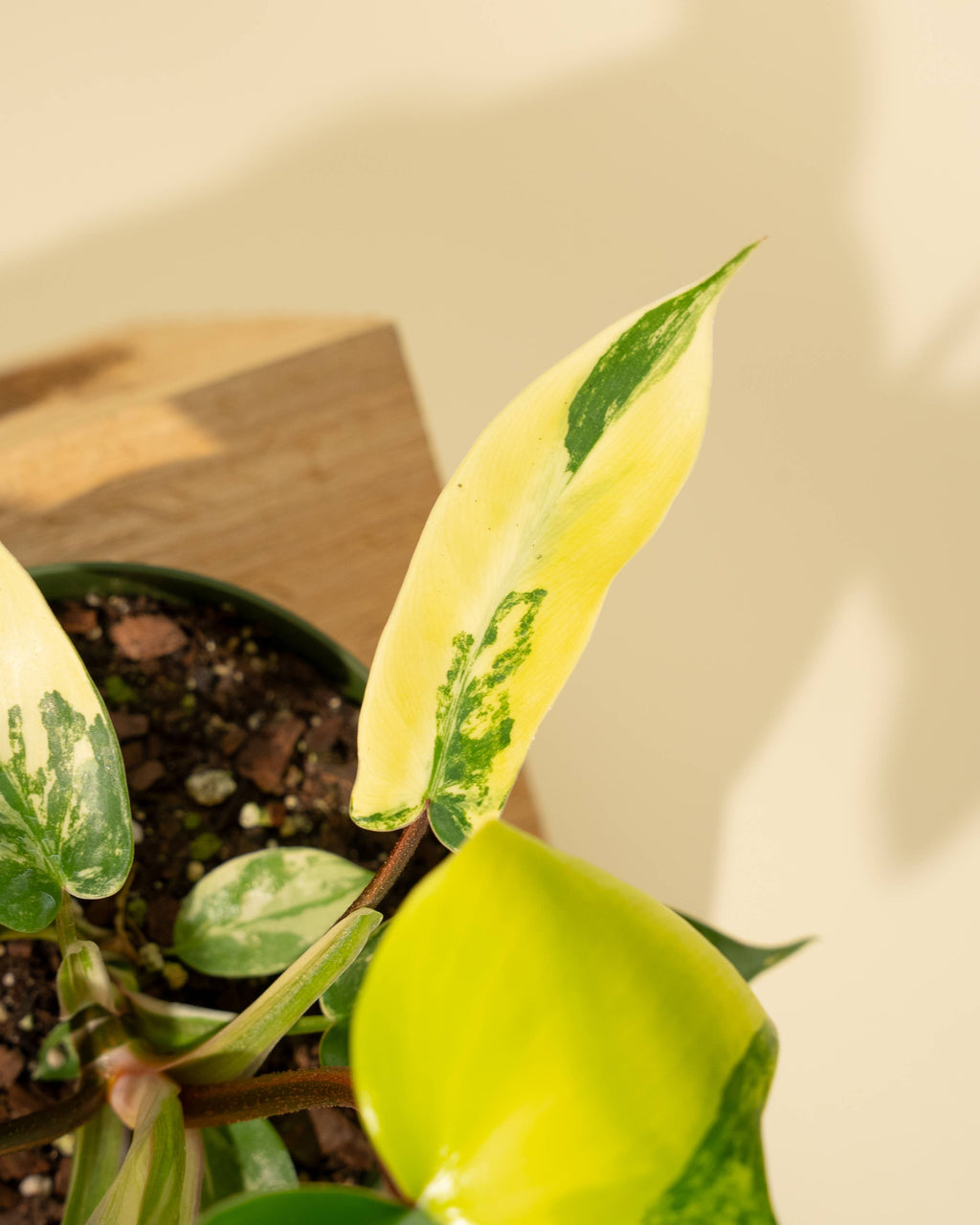 4" Philodendron Florida Beauty 'Sunrise' by Terra Cotta Botanical Boutique