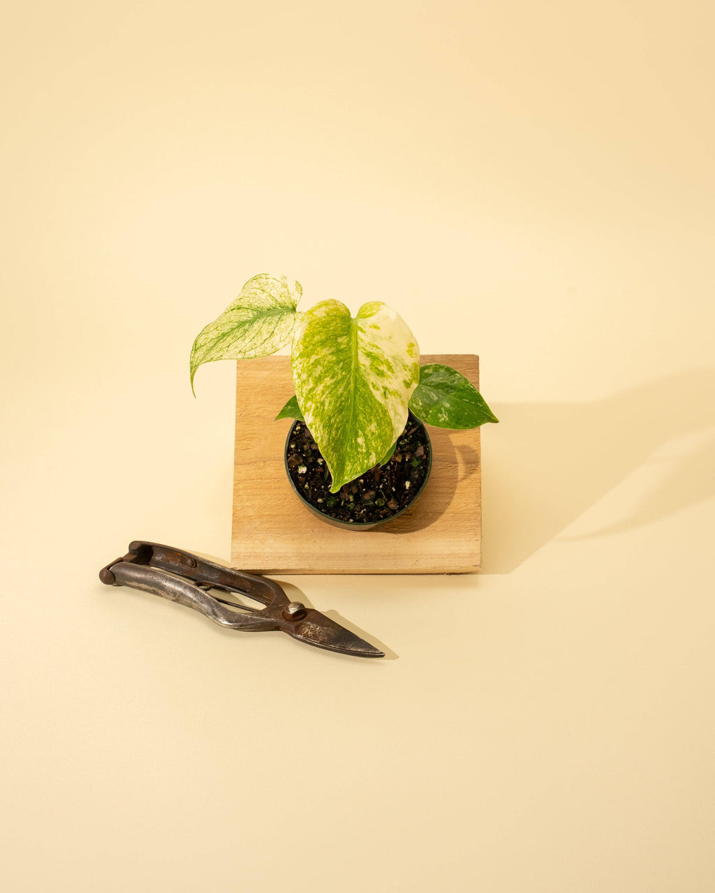 3.5" Monstera 'Mint' by Terra Cotta Botanical Boutique