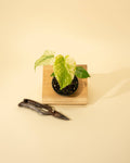 3.5" Monstera 'Mint' by Terra Cotta Botanical Boutique