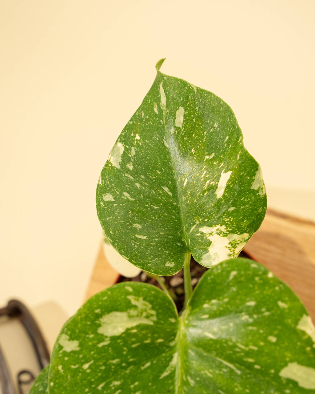 4" Monstera 'Thai Constellation' by Terra Cotta Botanical Boutique