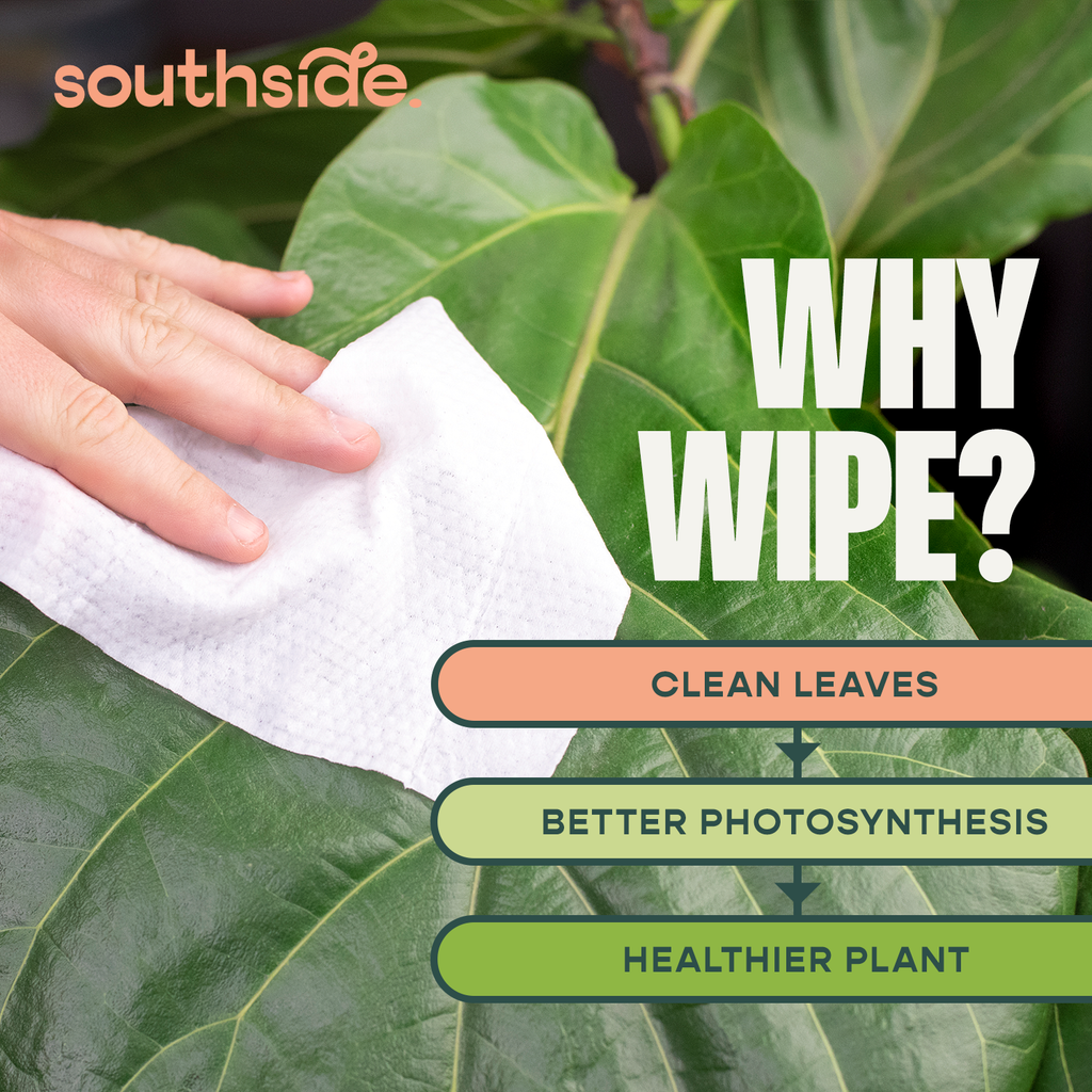 Houseplant Cleaning Wipes by Terra Cotta Botanical Boutique