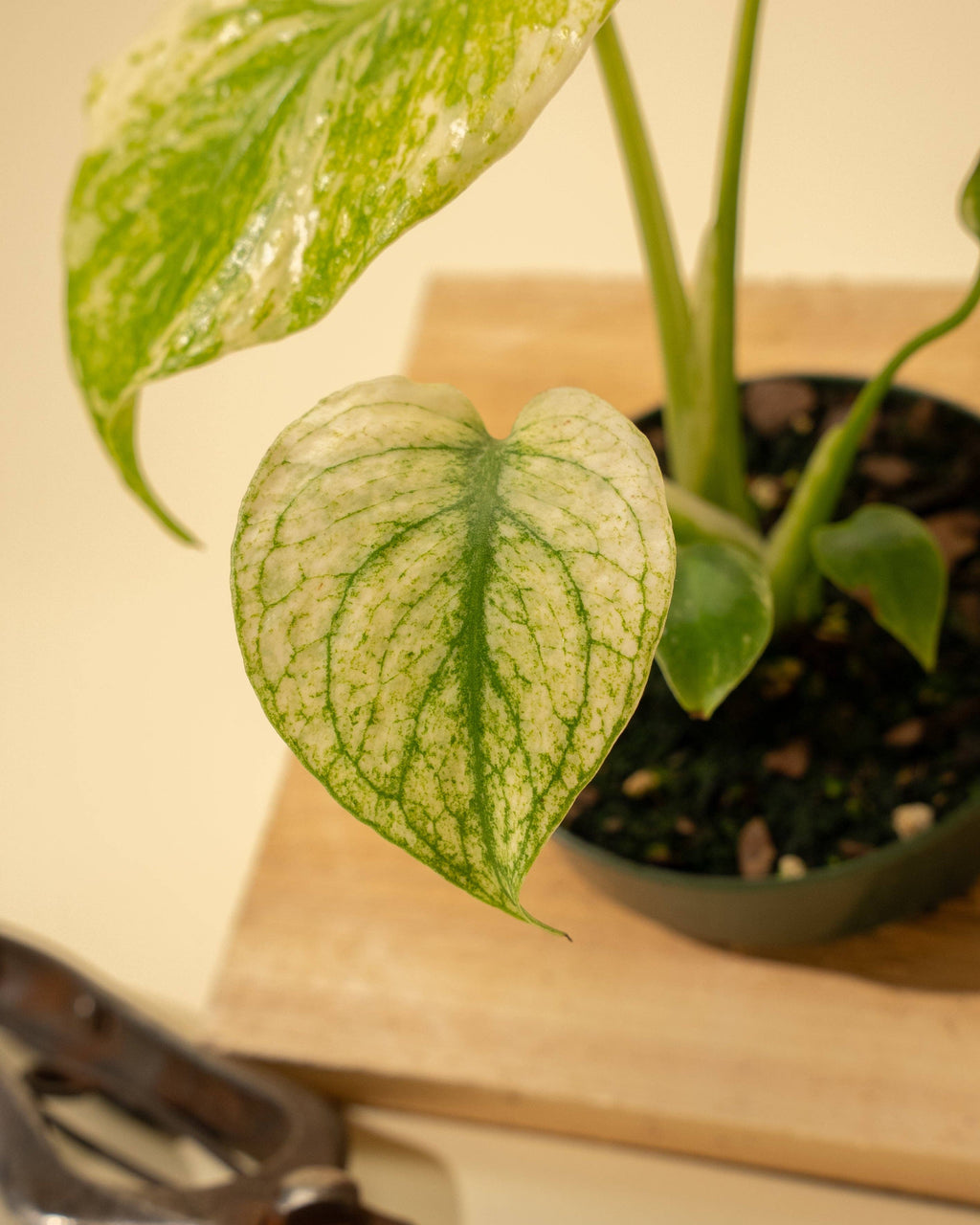 3.5" Monstera 'Mint' by Terra Cotta Botanical Boutique
