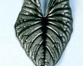 Alocasia Nebula Imperialis.