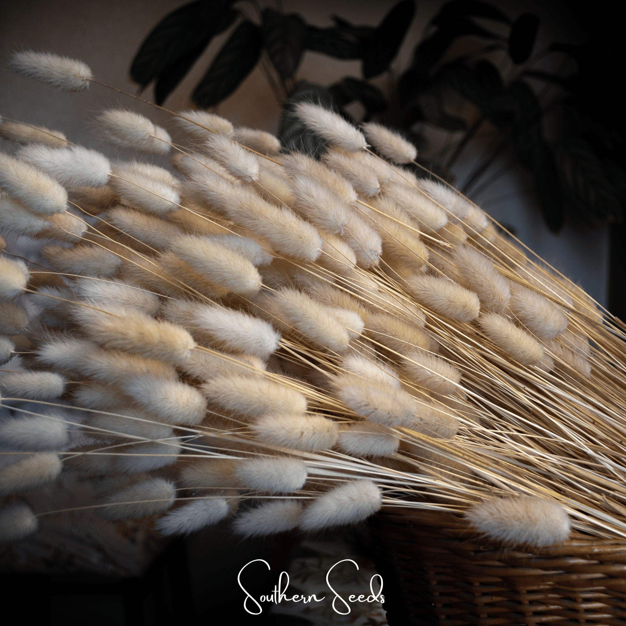 Bunny Tails – 50 Seeds