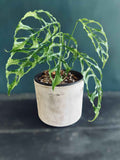 Monstera Obliqua