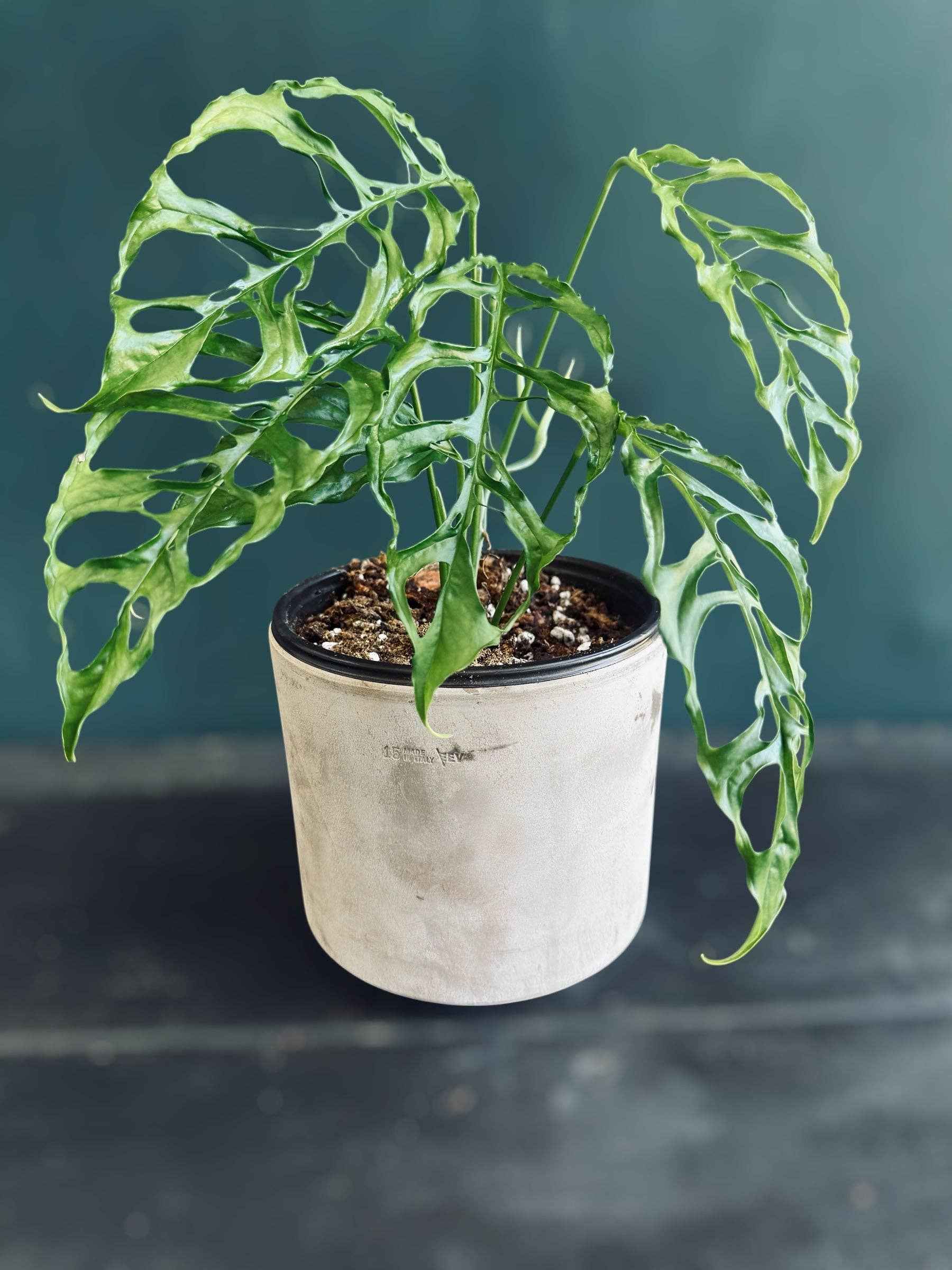 Monstera Obliqua