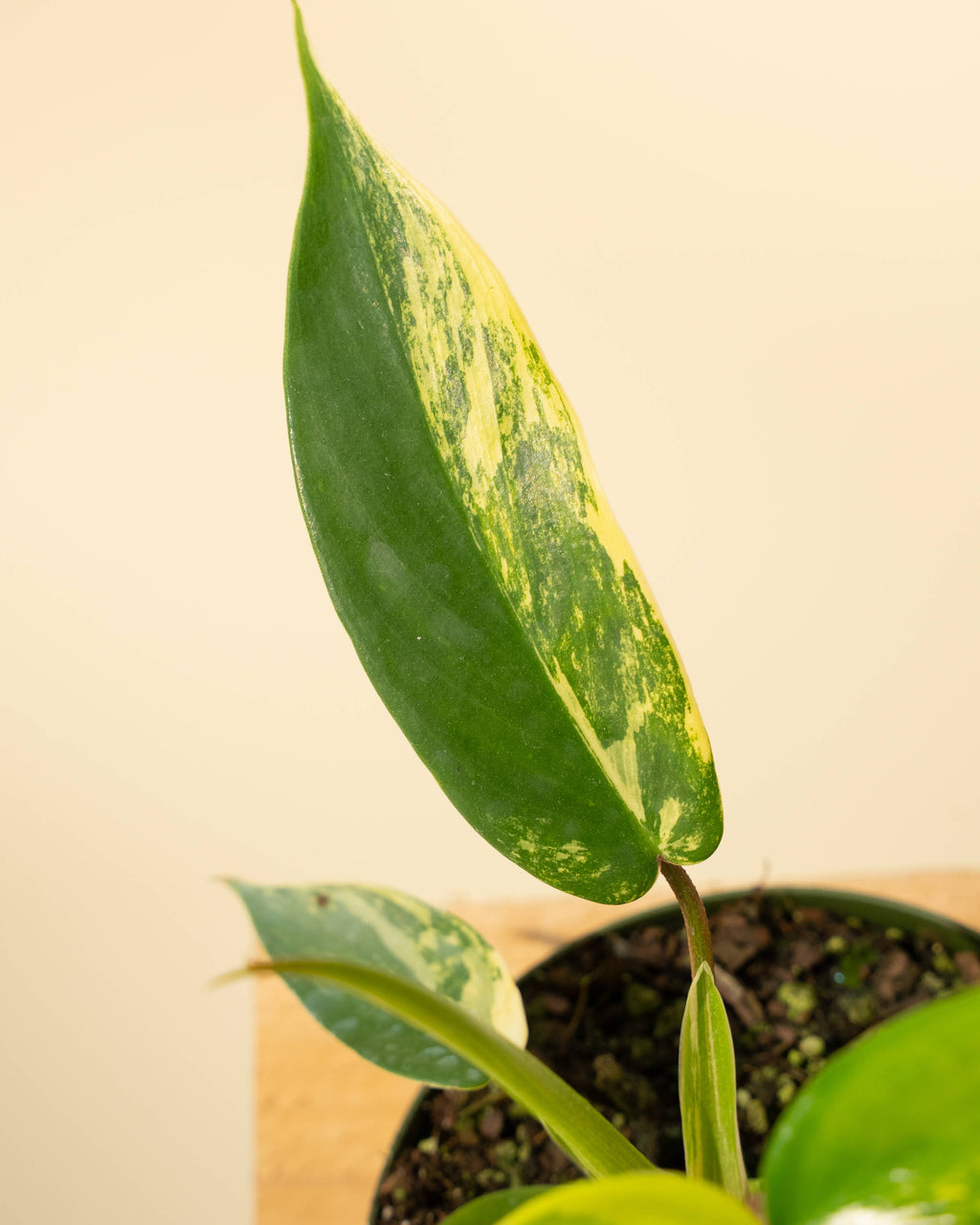 4" Philodendron Florida Beauty 'Sunrise' by Terra Cotta Botanical Boutique