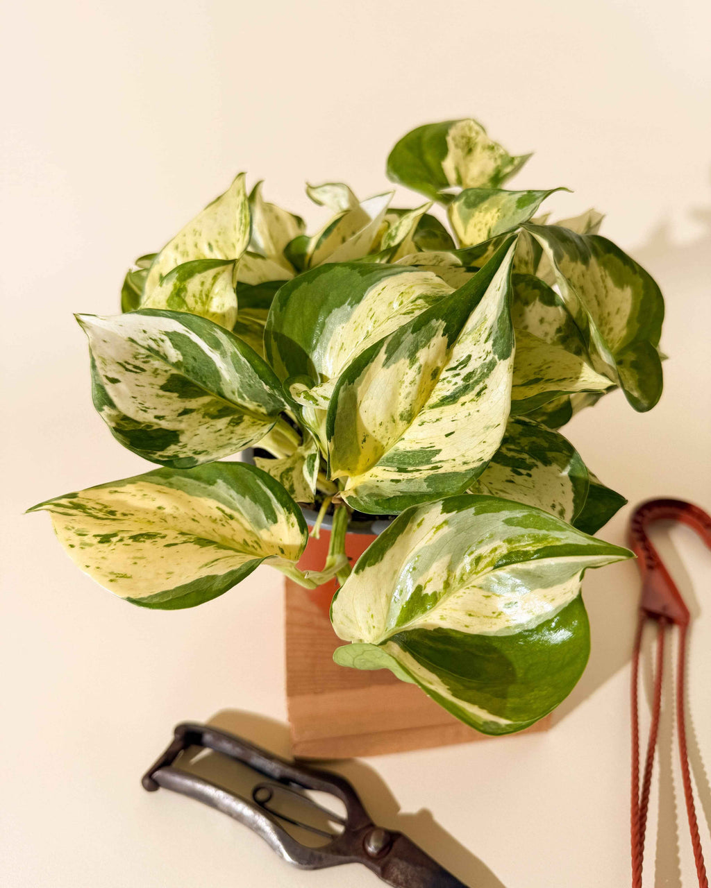 Manjula Pothos