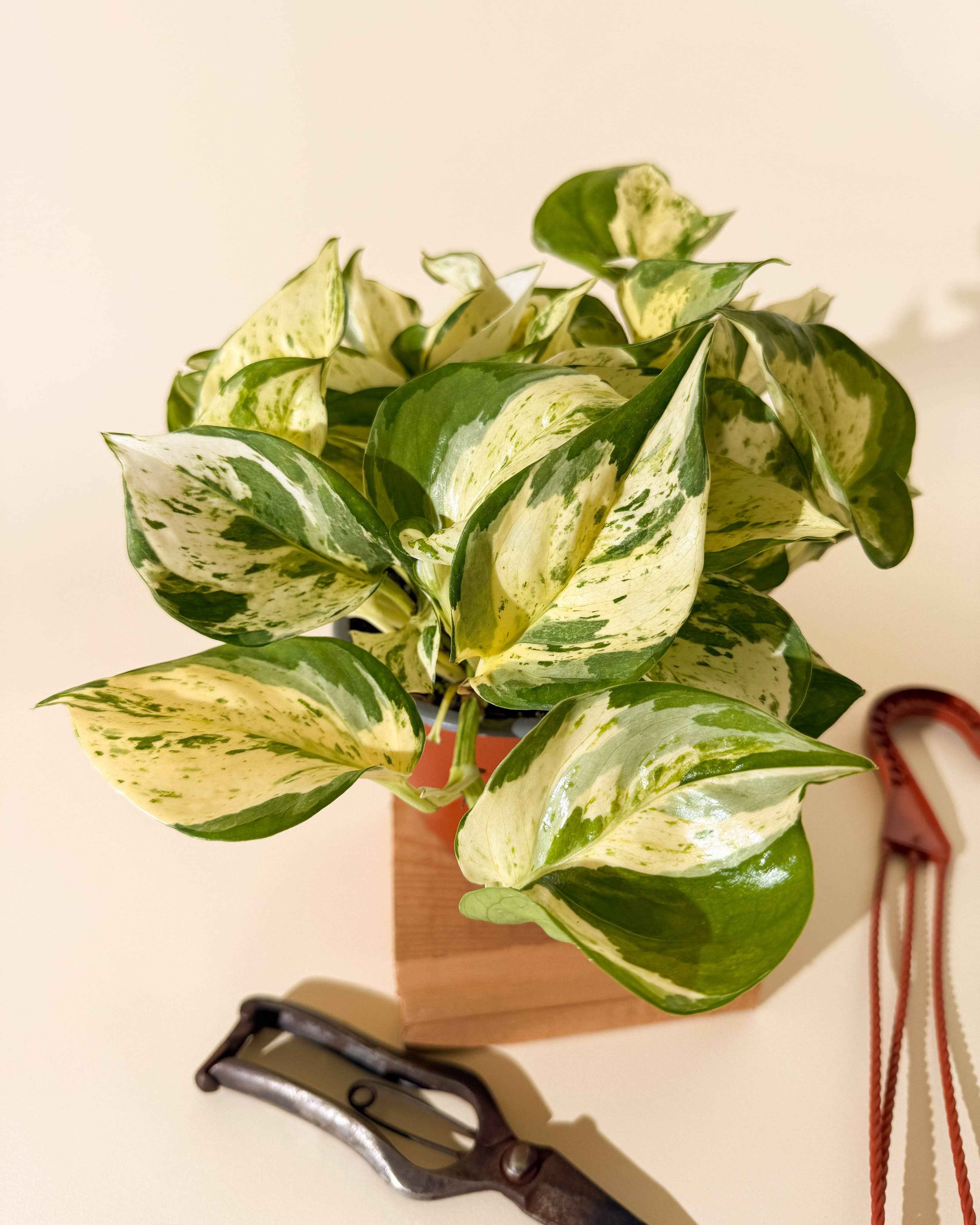 Manjula Pothos