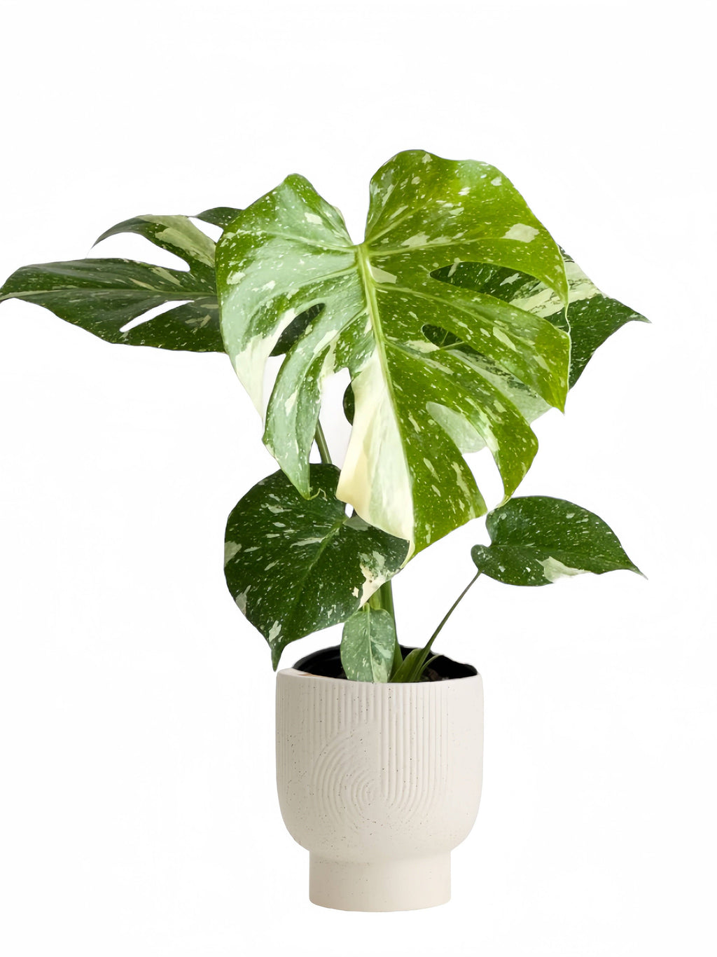 Monstera Thai Constellation by Terra Cotta Botanical Boutique