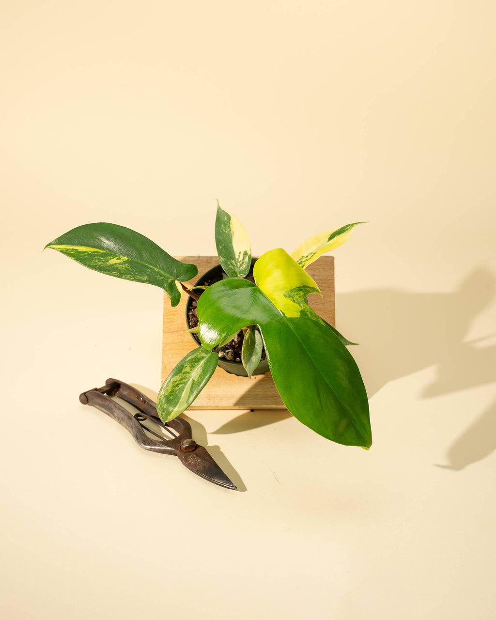 4" Philodendron Florida Beauty 'Sunrise' by Terra Cotta Botanical Boutique