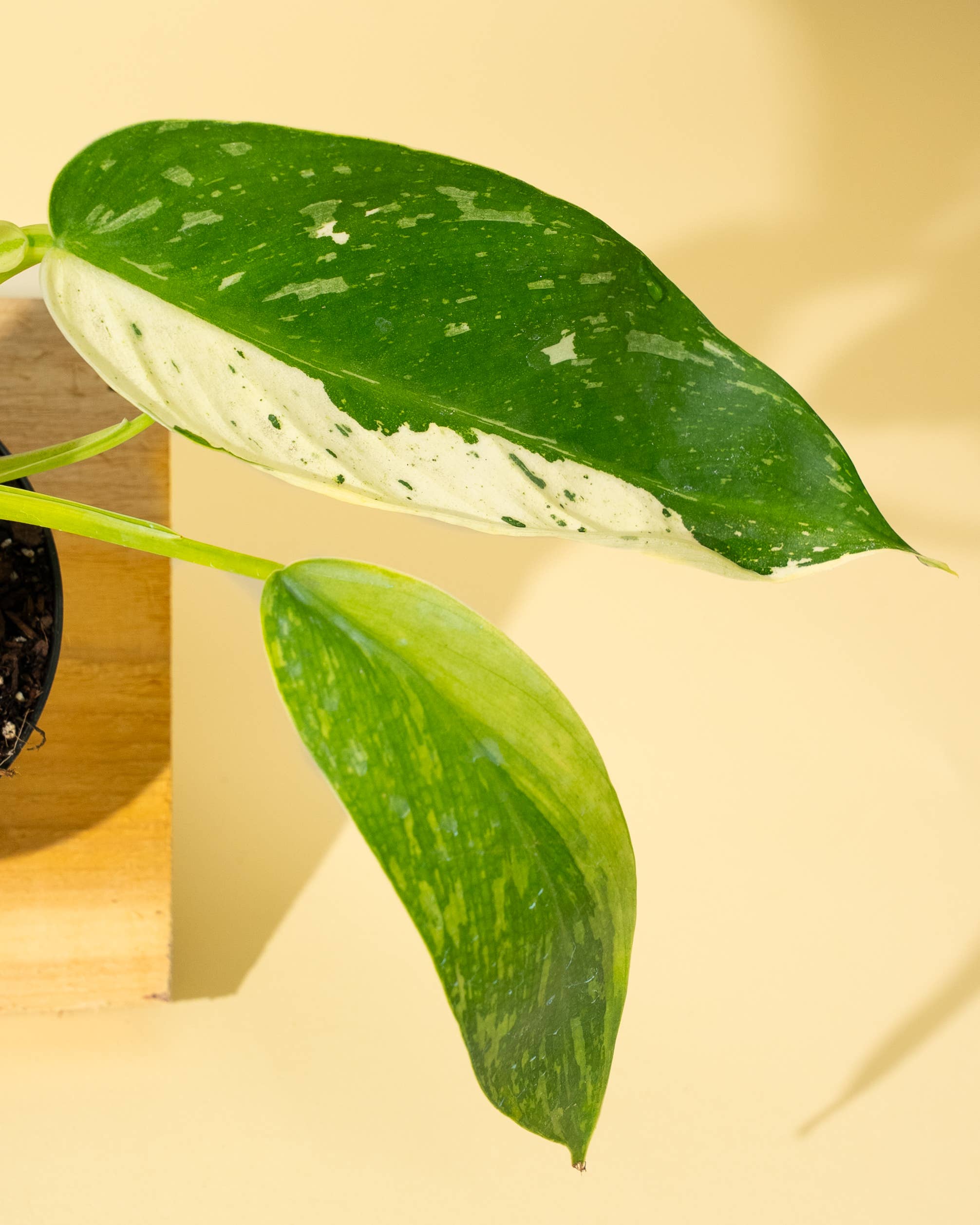 4" Philodendron 'Jose Buono Fiesta' by Terra Cotta Botanical Boutique