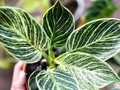 Philodendron Birkin by Terra Cotta Botanical Boutique