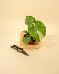 4" Monstera 'Thai Constellation' by Terra Cotta Botanical Boutique