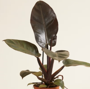 Philodendron Black Cardinal by Terra Cotta Botanical Boutique