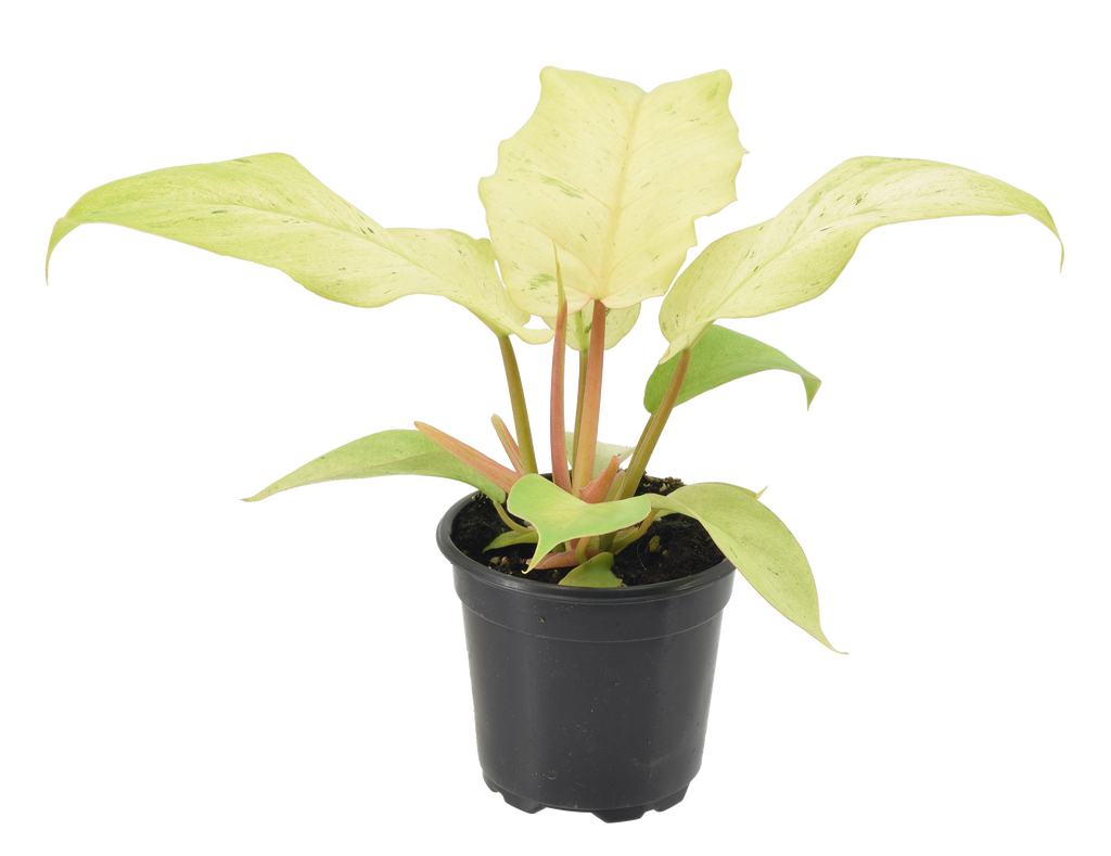 Philodendron Snowdrift 4 inch Grower Pot by Terra Cotta Botanical Boutique