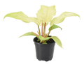 Philodendron Snowdrift 4 inch Grower Pot by Terra Cotta Botanical Boutique