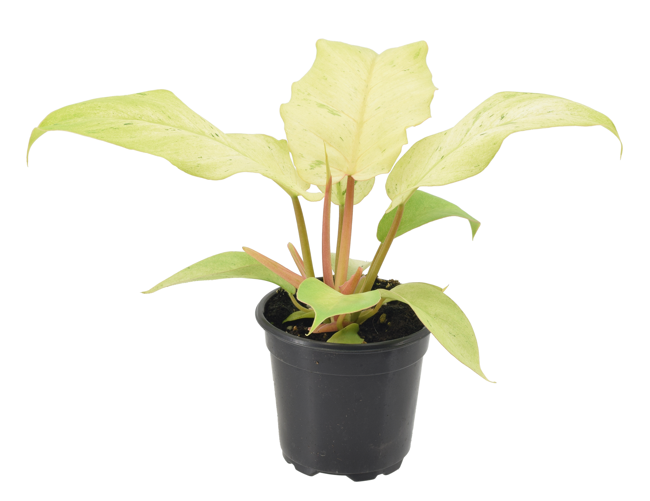 Philodendron Snowdrift 4 inch Grower Pot by Terra Cotta Botanical Boutique