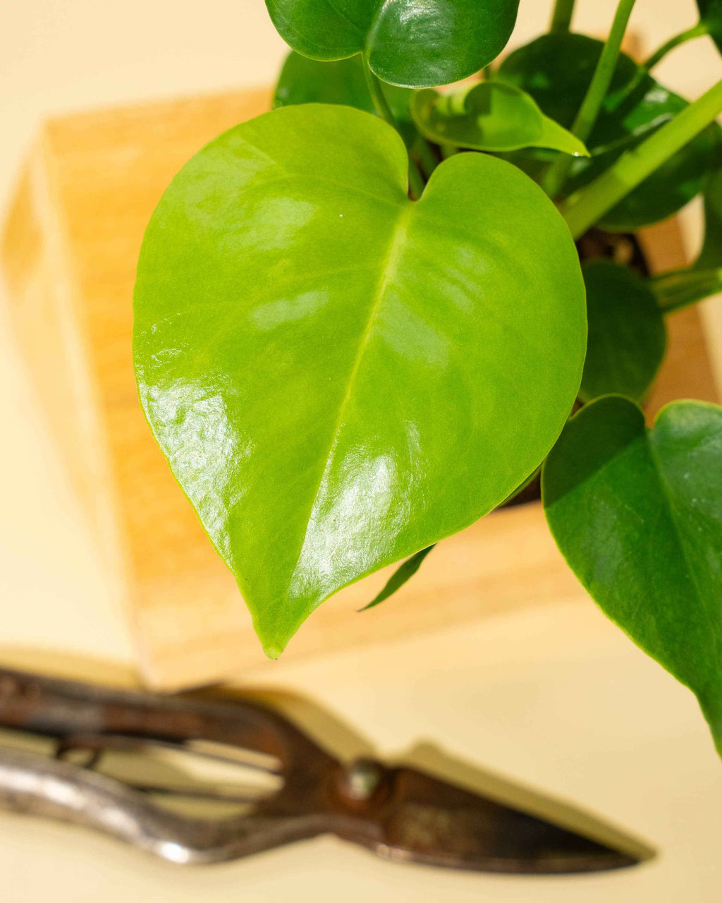 4" Monstera 'Deliciosa'