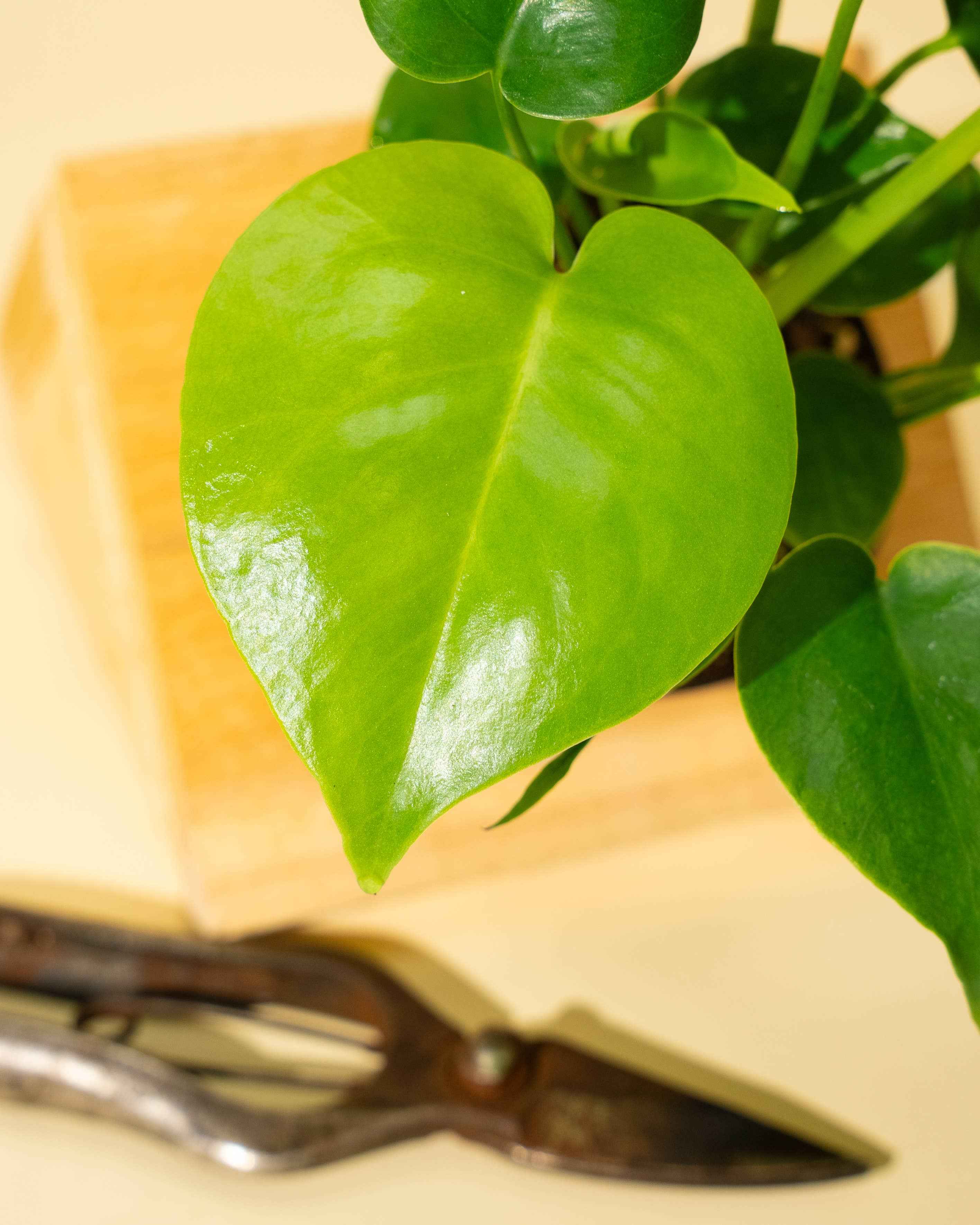 4" Monstera 'Deliciosa'