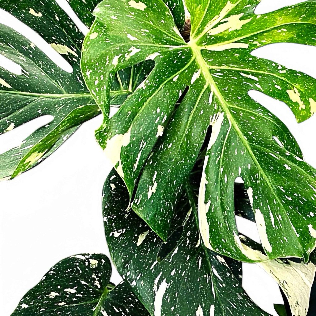 Monstera Thai Constellation