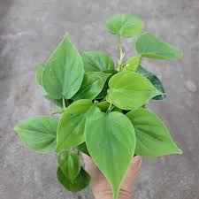Philodendron Cordatum
