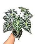 Alocasia Mandalay