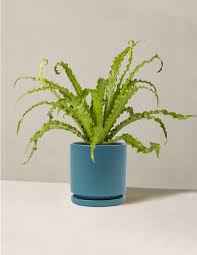 Birdsnest Fern