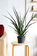 Sanseveria Fernwood