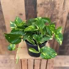 Pothos