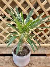 Madagascar Palm