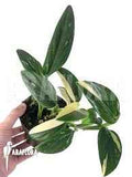 Monstera Cobra