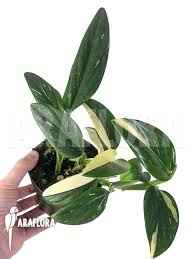 Monstera Cobra