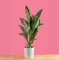 Dieffenbachia