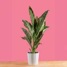 Dieffenbachia