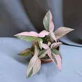 Syngonium Pink Splash