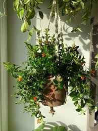 Goldfish Plant