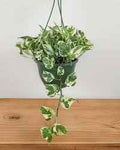 Pothos N'Joy