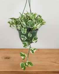 Pothos N'Joy