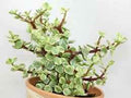 Portulaca Afra