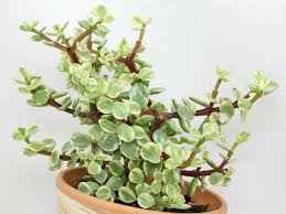Portulaca Afra