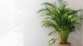 Areca Palm