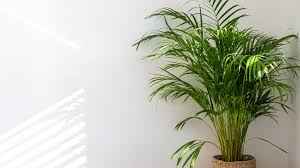 Areca Palm