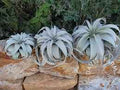 Xerographica