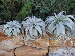 Xerographica