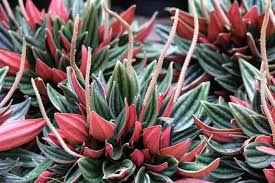 Peperomia Rosso