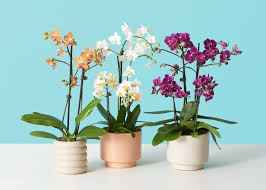 Phalaenopsis