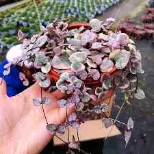 String of Hearts