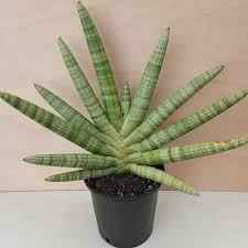 Starfish sanseveria