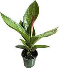 Anthurium Cobra Upright Houseplant With Glossy Green Heart Leaves
